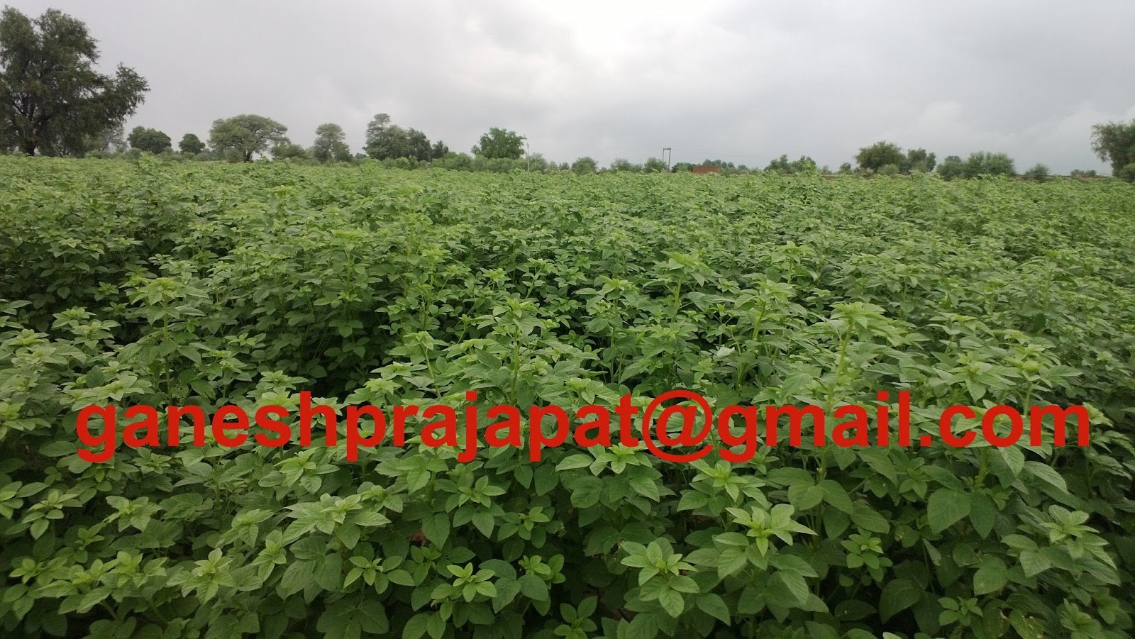 GUAR GUM INFORMATION AND GUAR GUM CULTIVATION IN INDIA GUAR PHOTO GALLERY
