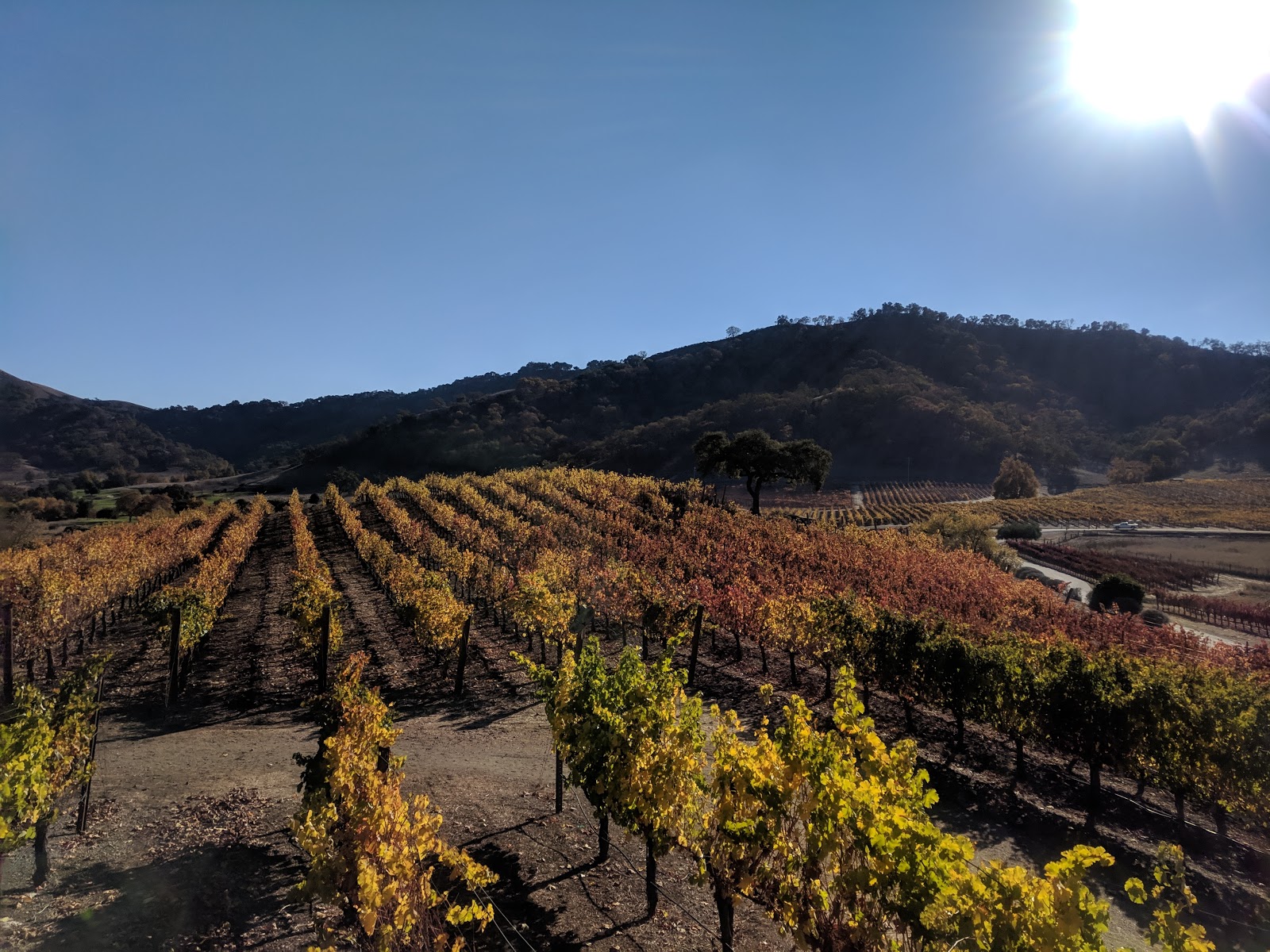 Gardening Turned Up to Eleven Garden Visit Wineries in Hill