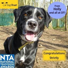 http://www.dogstrust.org.uk/rehoming/dog/1085050/holly#.UuBGAxBFDIU