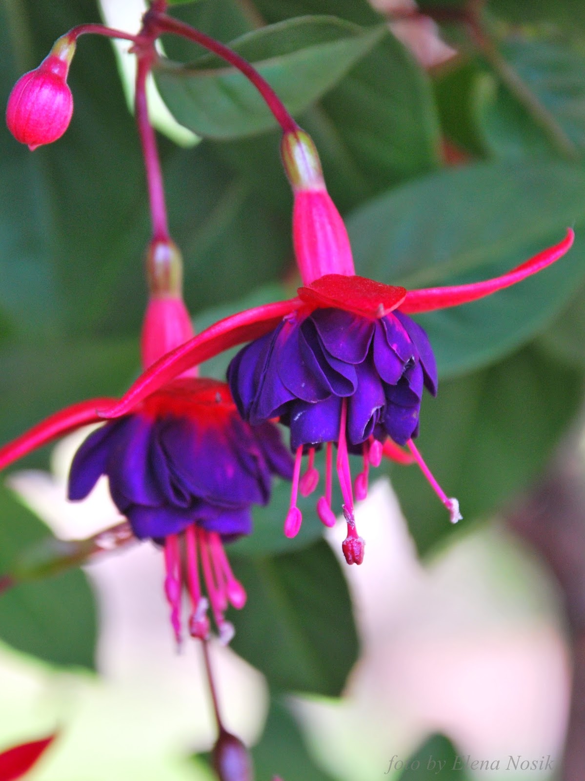 Фуксия сорта описание. Фуксия сорта с фото и названиями. Фуксия basseveldse ezels. Фуксия archie owen. Фуксия basseveldse ezels.