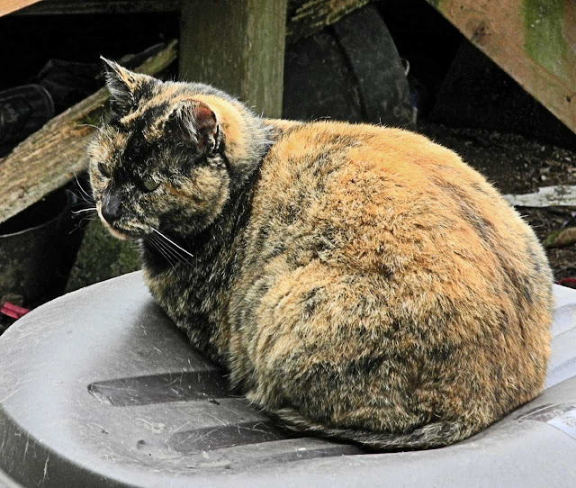 Tortoise shell feral cat, a tortie at rest