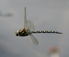 Common Hawker