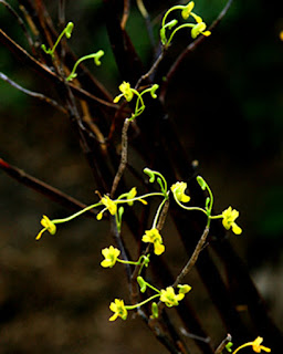 Lan Hoàng Thảo Tiểu Thạch - Dendrobium Parcum Rchb.f.