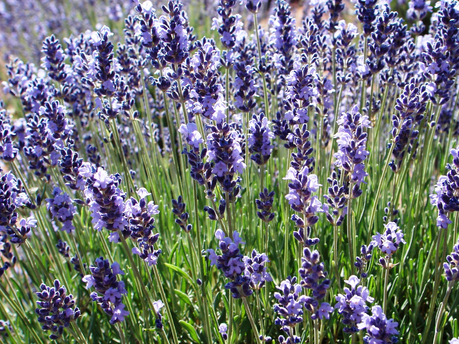 Finding Arizona Arizona Lavender Summer Festival