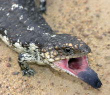 lizard lizards pericolosi dangerous tongued skink lagarto gastrointestinal tiliqua lengua peau vraisemblance schtroumpfs piu mundoanimalia western finir commencer singes prfr