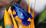 Fotografías de ranas (7 frogs pictures)