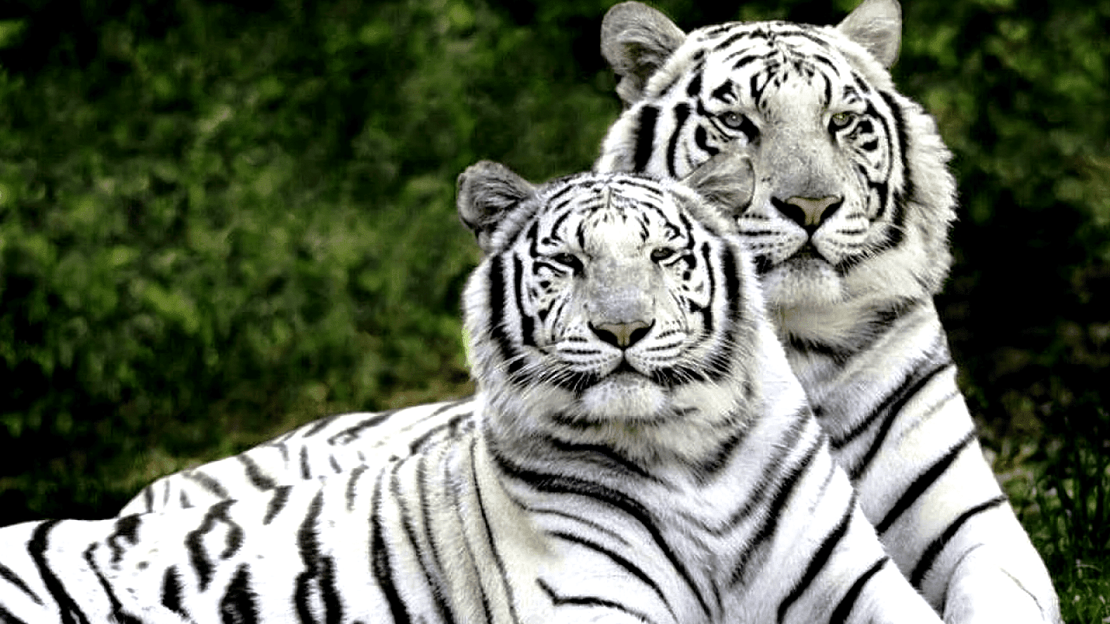 Endangered White Tigers Danger Choices