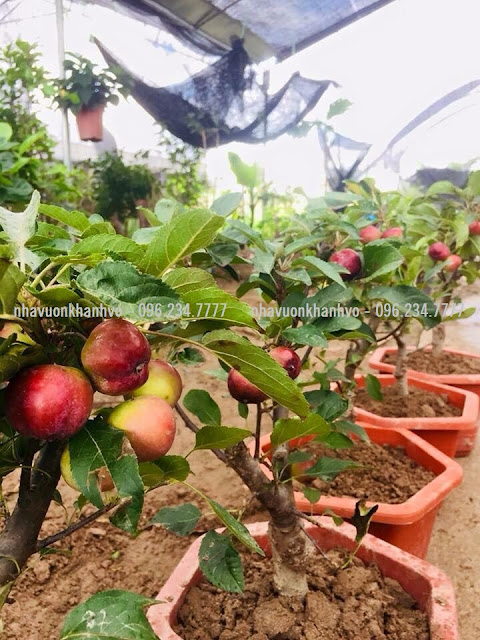 Nội, ngoại thất: Táo Mỹ lùn, đậu trái nhìn phát thèm. Tao-my-lun-trai