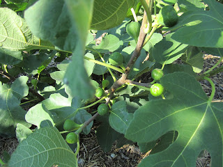 [IMG_1750%2B-%2BLSU%2BTiger]