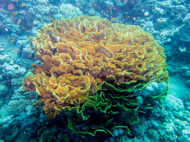 Aqaba Scuba Diving 1