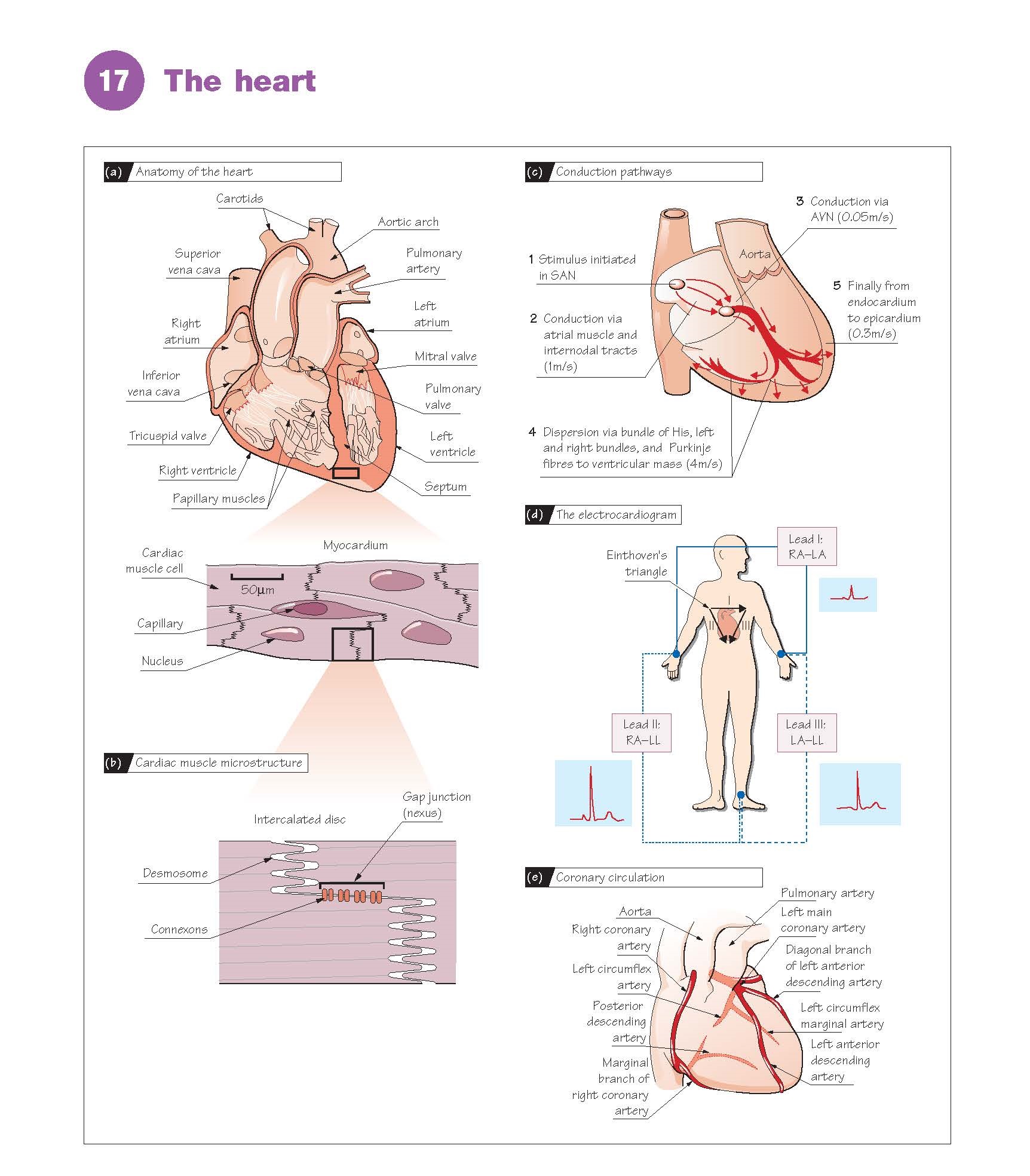 The Heart, endocardium, epicardium, pericardium, endothelial, annulus fibrosus, ventricles, atria, Cardiac valves, Cardiac pacemaker, conduction of the impulse and electrocardiogram, Coronary circulation