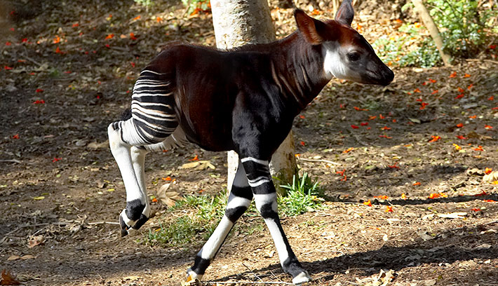 Zurafagillerden Okapi Bunu Biliyor Muydunuz