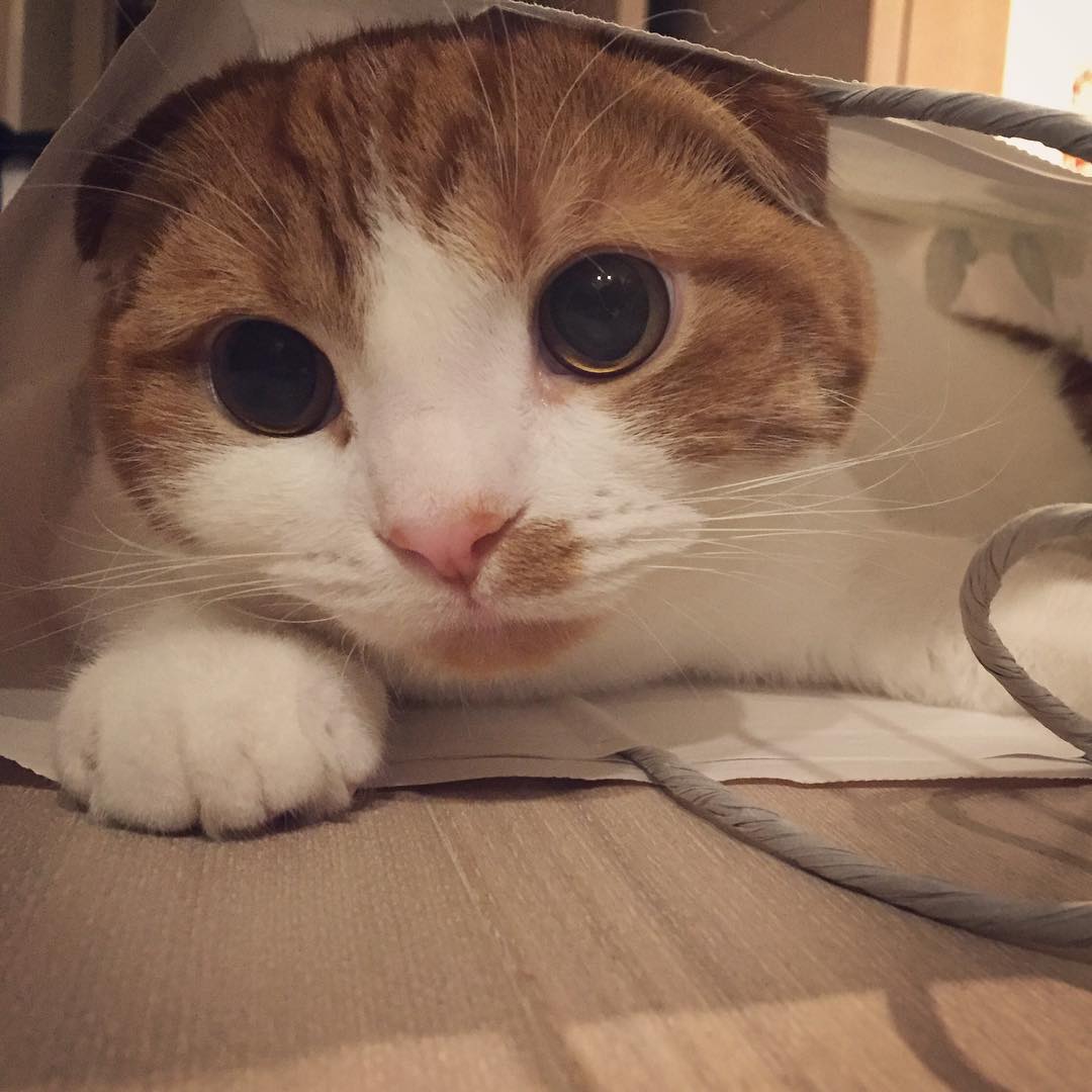 강지영네 고양이 인스타계정 팔로한 구하라 | 인스티즈