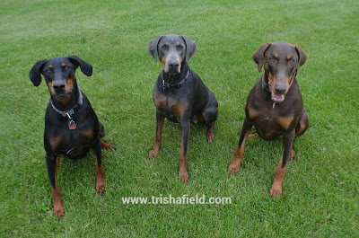 Duchess, Misty Blue and Sonjia Photo by Trisha Field