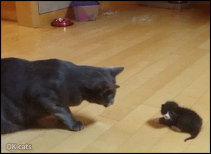 Cutest head *BOOP* ever • Cat GIF Website