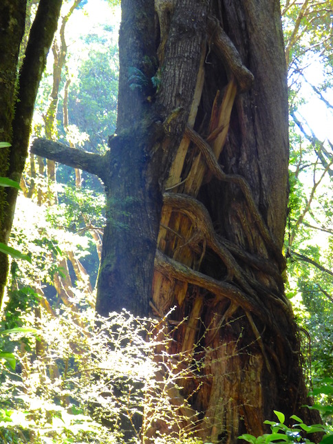 Serendipitous Nookie, NZ’s North Island | Galley Wench Tales