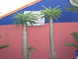 un jardin en macetas