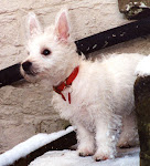 Jessa, my westie, in her first ever snow, as a puppy!