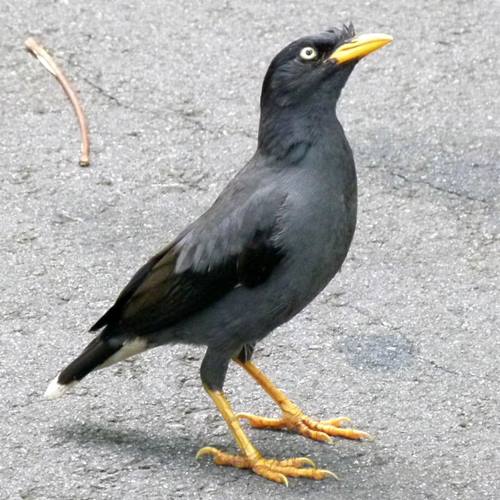 46++ Burung jalak hitam putih terupdate