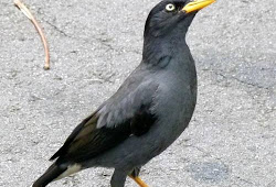16 Perbedaan Ciri Burung Jalak Kebo Jantan Dan Betina Paling