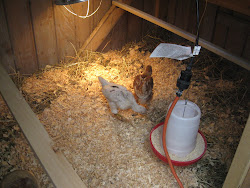 Stone Soup The Miller Family: The chicken coop