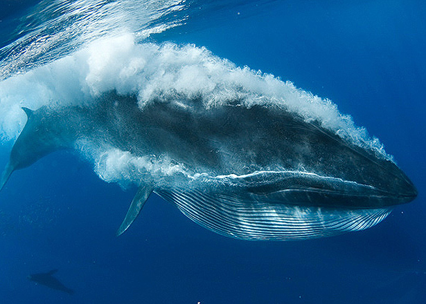 Life of Bryde's whale | Life of Sea
