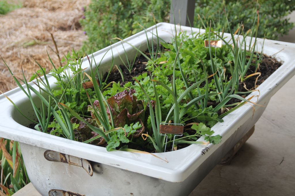 Grow Vegetables in a Bathtub