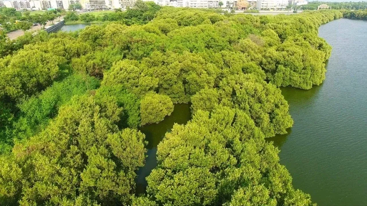 四鯤鯓紅樹林｜離世台南舊市區最近的自然地景