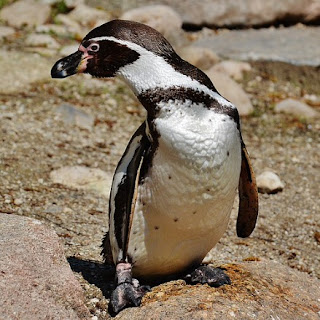 fussy looking penguin
