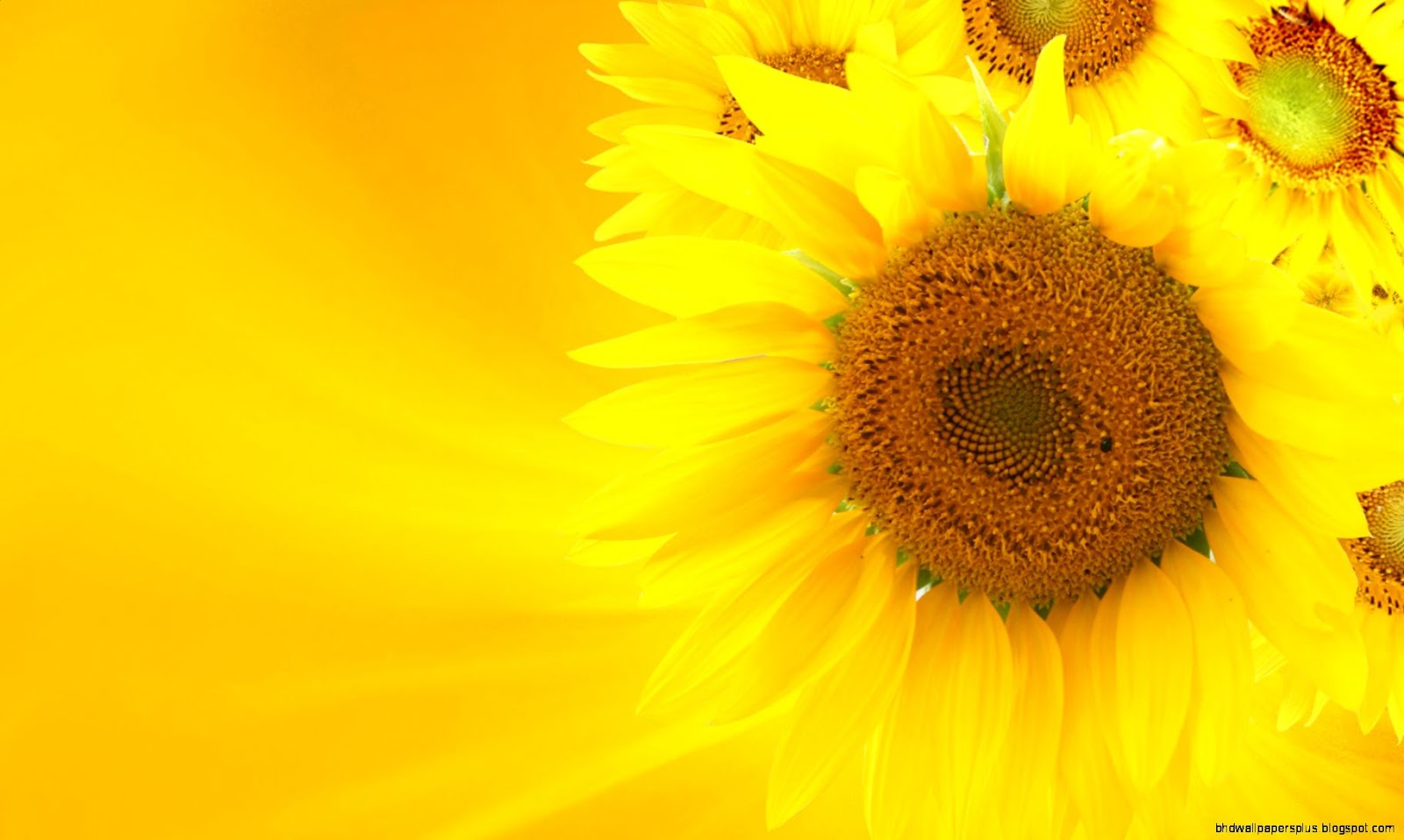 Background Desktop Yellow Sunflower