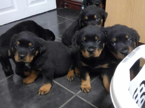 beagle rottweiler