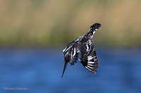 Pied Kingfisher - Birds In Flight Photography Cape Town with Canon EOS 7D Mark II  Copyright Vernon Chalmers