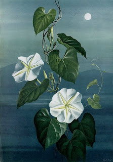 pinturas-flores-botanicas