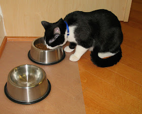 best cat bowls for chin acne