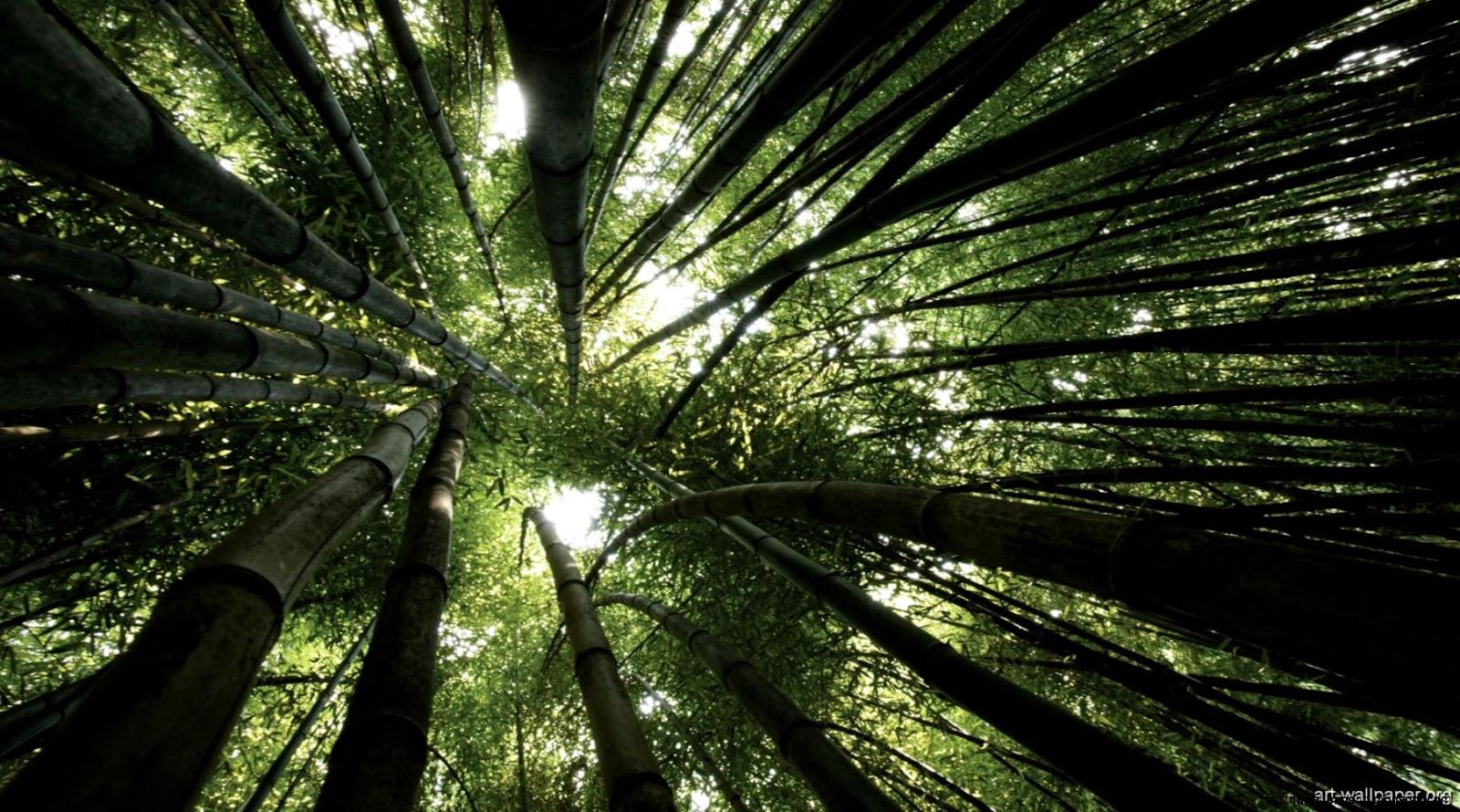 Nature Photography Forest