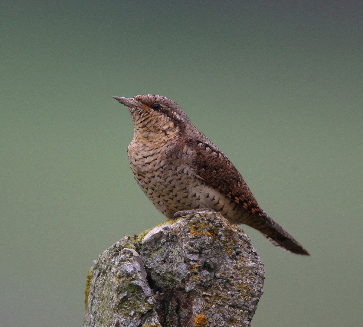 South Wales Birding.