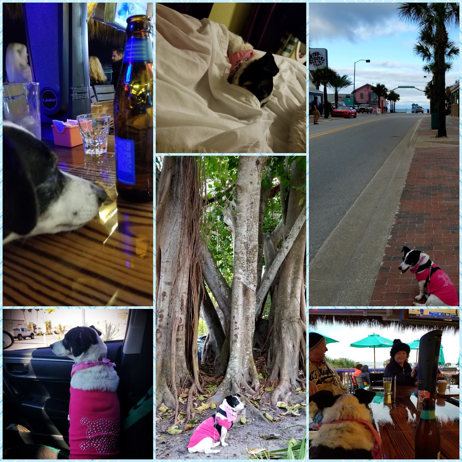 Pink Feet 3rd AnnualShark Bite Half MarathonNew Smyrna Beach, FLJan