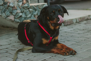 Everything about your Rottweiler