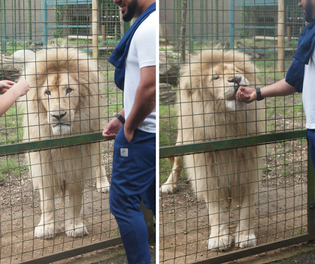 Lion being fed at Paradise Wildlife Park in Hertfordshire