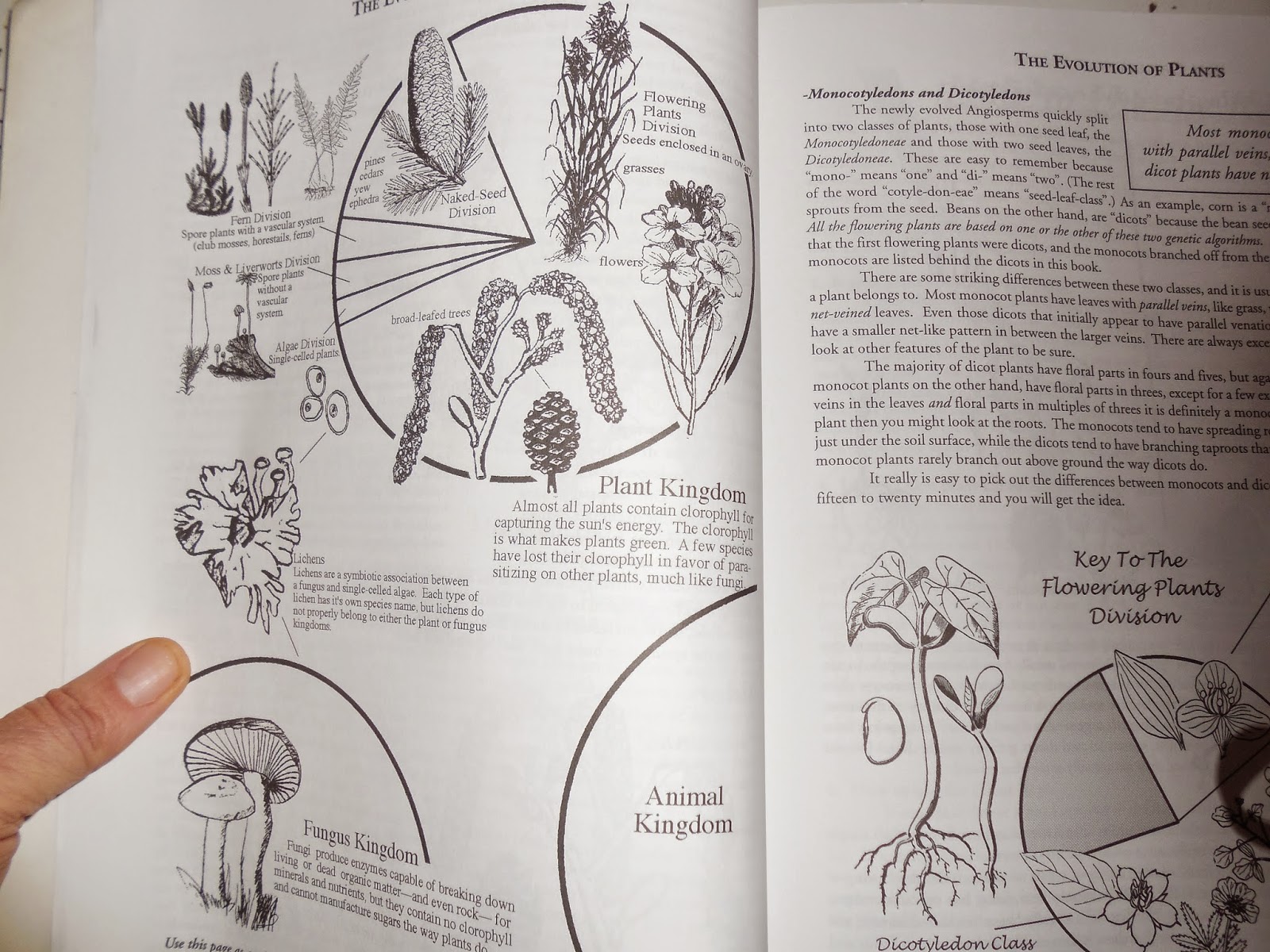 Rosemary's Sampler Book Review Botany in a Day