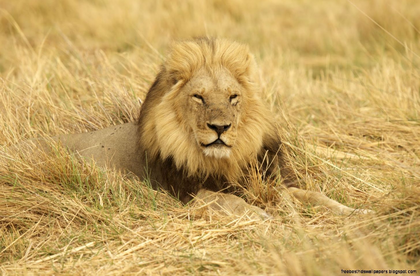 Majestic Male Lion