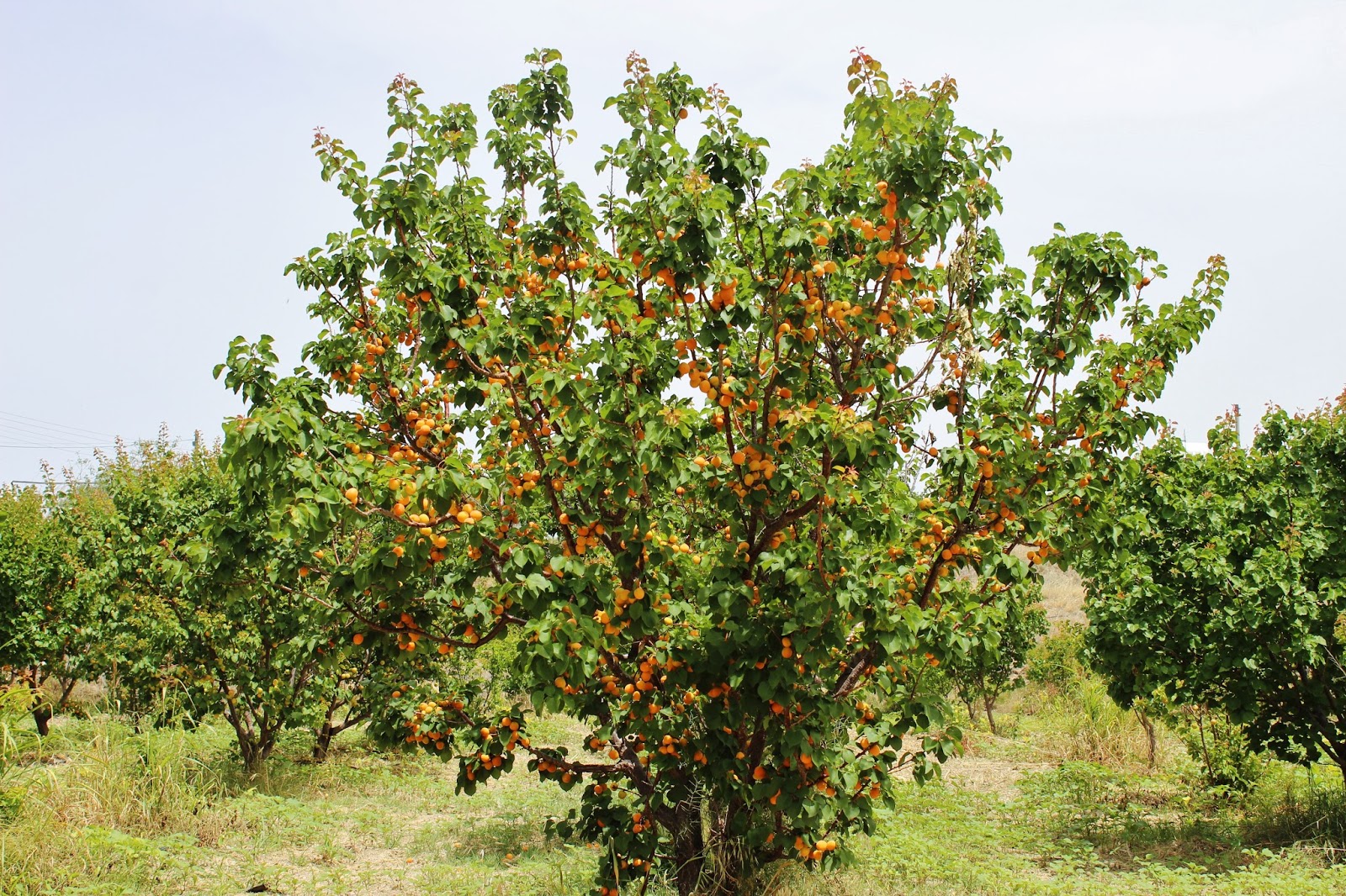 Biodiversity of Cyprus by NGO Protection of the Natural Heritage and