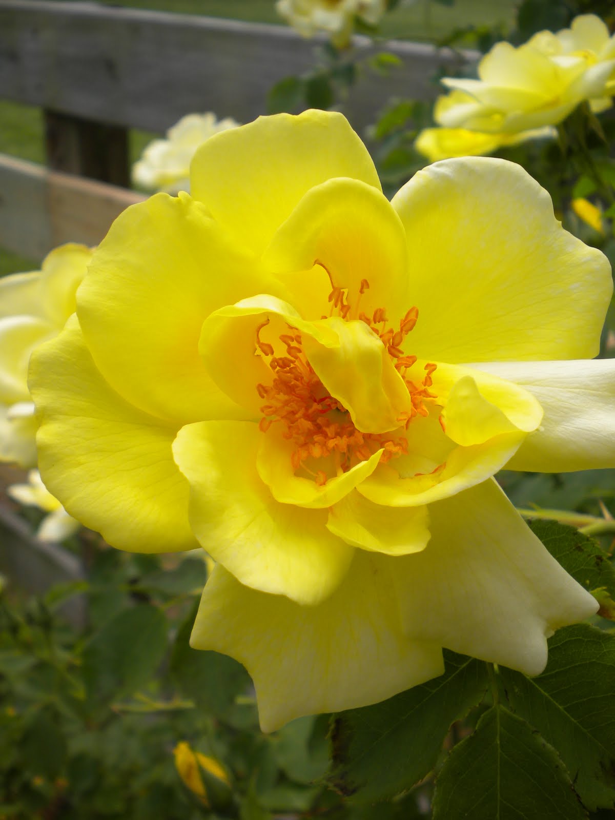 W.O.Bearden/Southern Shade Nursery Yellow Knockout Rose