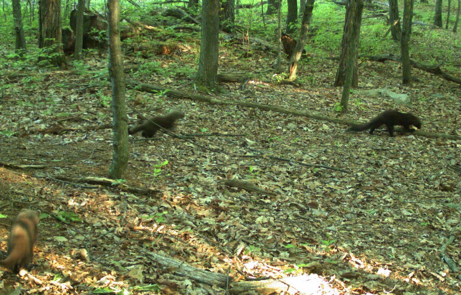 pahistorybooks PA Wildlife Fishers