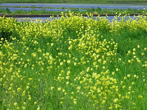 ５月の田舎暮らし格安物件探しで見付けた花