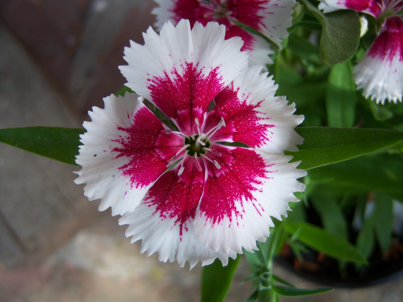 CLAVELLINA o CLAVEL CHINO BOTÀNIC SERRAT