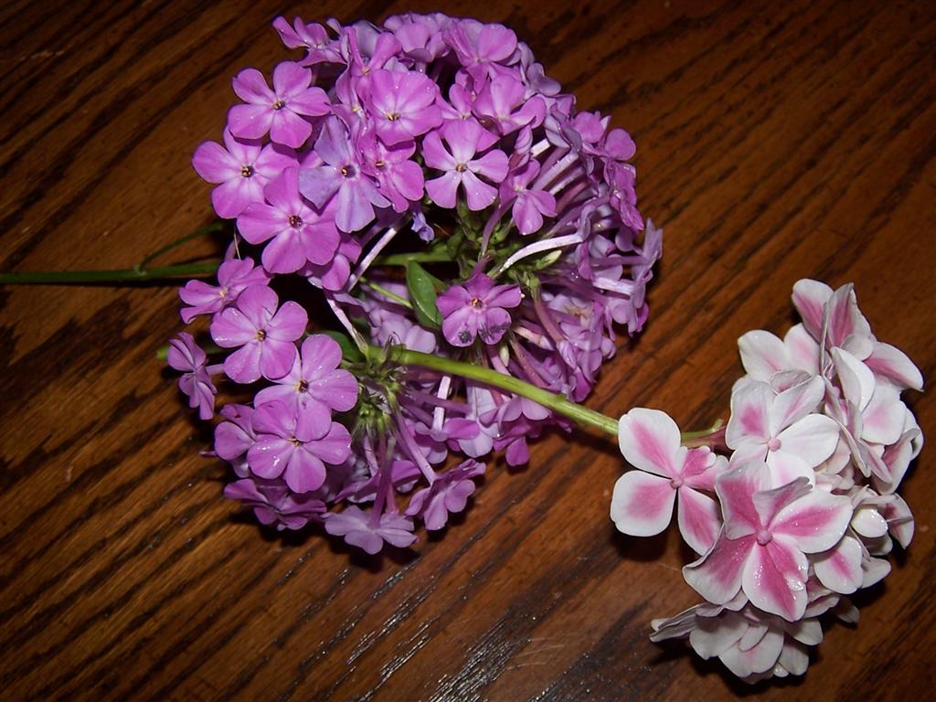 Perennial Passion Sunday Morning Sundae Bouquet and Why are my Calla