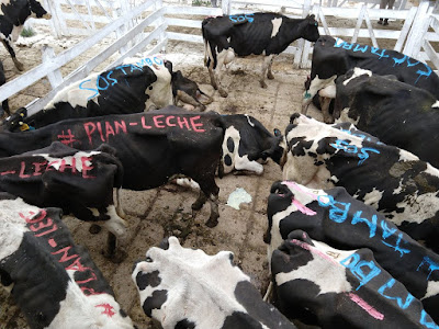 Manifestación de vacas lecheras
