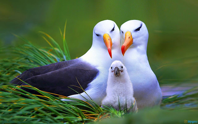 Animal Pic, Cute birds pic, Lovely birds pic