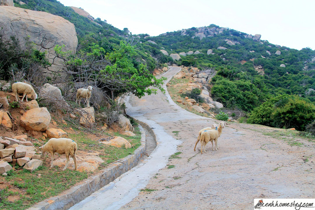 Kinh nghiệm phượt, du lịch Mũi Dinh Sơn Hải Ninh Thuận tự túc A-Z